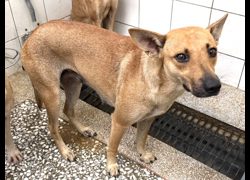 高雄市壽山動物保護教育園區,編號:469072, 混種犬          