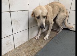 高雄市壽山動物保護教育園區,編號:469074, 混種犬          