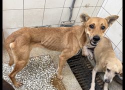 高雄市壽山動物保護教育園區,編號:469075, 混種犬          
