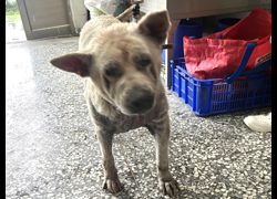 高雄市壽山動物保護教育園區,編號:469076, 混種犬          