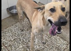 高雄市壽山動物保護教育園區,編號:469077, 混種犬          