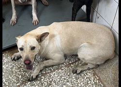 高雄市壽山動物保護教育園區,編號:469079, 混種犬          