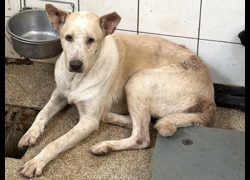 高雄市壽山動物保護教育園區,編號:469080, 混種犬          