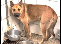 高雄市壽山動物保護教育園區,編號:469081, 混種犬          