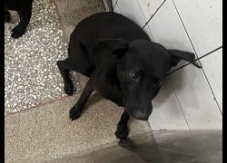 高雄市壽山動物保護教育園區,編號:469082, 混種犬          