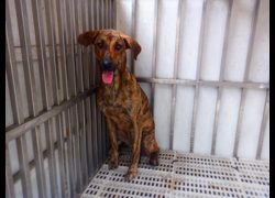 南投縣公立動物收容所,編號:469085, 混種犬          