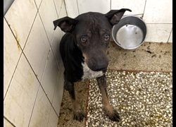 高雄市壽山動物保護教育園區,編號:469087, 混種犬          