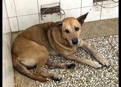 高雄市壽山動物保護教育園區,編號:469088, 混種犬          
