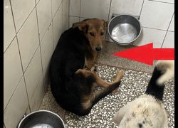 高雄市壽山動物保護教育園區,編號:469093, 混種犬          