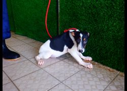 南投縣公立動物收容所,編號:469097, 混種犬          