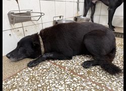 高雄市壽山動物保護教育園區,編號:469096, 混種犬          