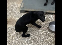 高雄市壽山動物保護教育園區,編號:469100, 混種犬          