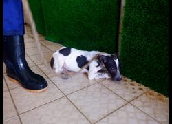 南投縣公立動物收容所,編號:469101, 混種犬          