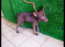 南投縣公立動物收容所,編號:469102, 混種犬          