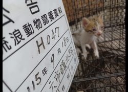 雲林縣流浪動物收容所,編號:469114, 混種貓                 