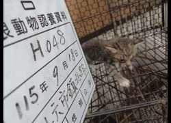 雲林縣流浪動物收容所,編號:469115, 混種貓                 