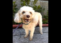 新竹縣動物保護教育園區,編號:469116, 貴賓犬        