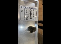 雲林縣流浪動物收容所,編號:469117, 混種貓                 