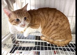 高雄市壽山動物保護教育園區,編號:469119, 混種貓                 