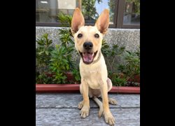 新竹縣動物保護教育園區,編號:469126, 混種犬          