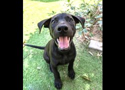 新竹縣動物保護教育園區,編號:469127, 混種犬          