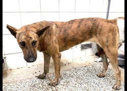 高雄市壽山動物保護教育園區,編號:469137, 混種犬          