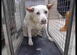 高雄市壽山動物保護教育園區,編號:469138, 混種犬          