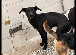 高雄市壽山動物保護教育園區,編號:469142, 混種犬          