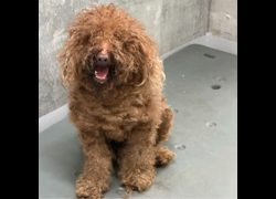 基隆市寵物銀行,編號:469144, 玩具貴賓犬