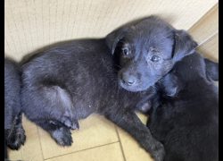高雄市壽山動物保護教育園區,編號:469164, 混種犬          