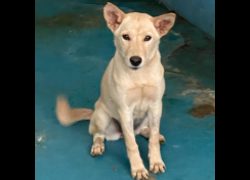 苗栗縣動物保護教育園區,編號:469163, 混種犬          