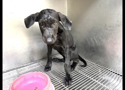 高雄市壽山動物保護教育園區,編號:469167, 混種犬          
