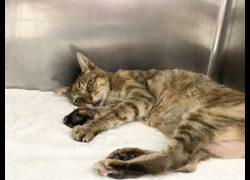 臺北市動物之家,編號:469173, 混種貓                 