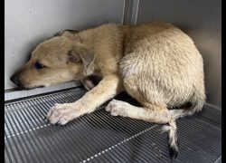 高雄市壽山動物保護教育園區,編號:469174, 混種犬          