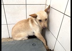 高雄市壽山動物保護教育園區,編號:469175, 混種犬          