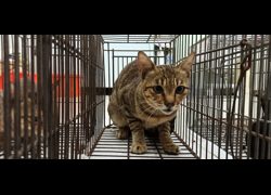 金門縣動物收容中心,編號:469176, 混種貓                 