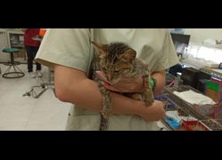金門縣動物收容中心,編號:469177, 混種貓                 