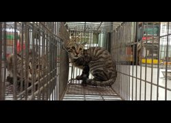 金門縣動物收容中心,編號:469178, 混種貓                 