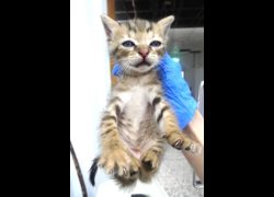 宜蘭縣流浪動物中途之家,編號:469182, 混種貓                 