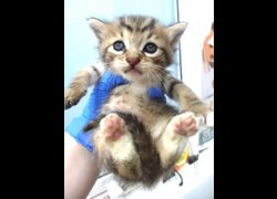 宜蘭縣流浪動物中途之家,編號:469183, 混種貓                 