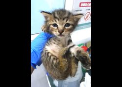 宜蘭縣流浪動物中途之家,編號:469186, 混種貓                 