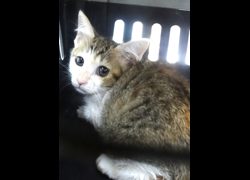 宜蘭縣流浪動物中途之家,編號:469188, 混種貓                 
