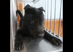 臺南市動物之家灣裡站,編號:469171, 混種犬          