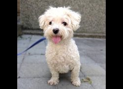 新竹縣動物保護教育園區,編號:469165, 瑪爾濟斯犬           