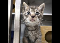 新竹縣動物保護教育園區,編號:469141, 混種貓                 