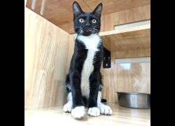 新竹縣動物保護教育園區,編號:468908, 混種貓                 