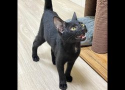 臺南市動物之家灣裡站,編號:460724, 混種貓                 