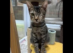 臺南市動物之家灣裡站,編號:451571, 混種貓                 