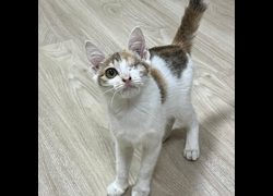 臺南市動物之家灣裡站,編號:458692, 混種貓                 