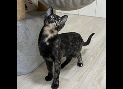 臺南市動物之家灣裡站,編號:463271, 混種貓                 